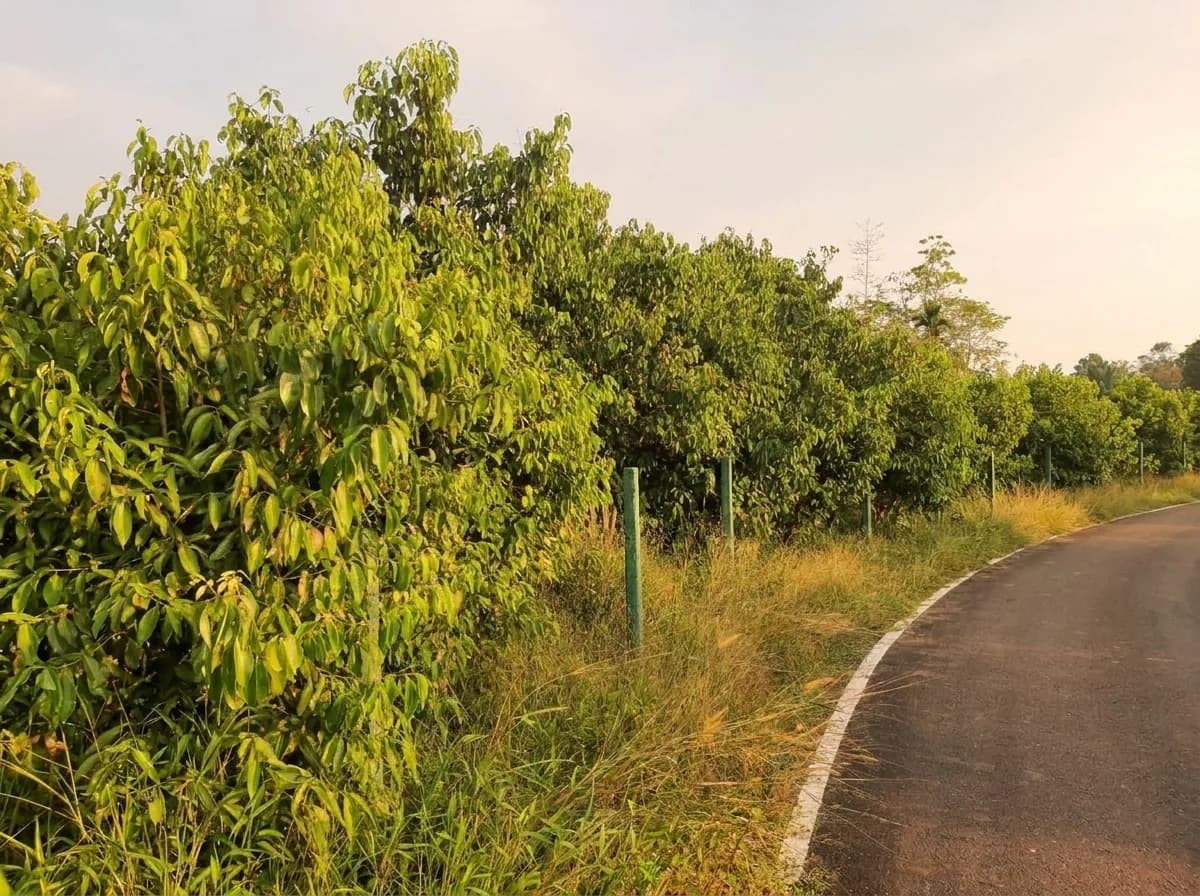 Ceylon cinnamon estate in the Southern Province of Sri Lanka at golden hour